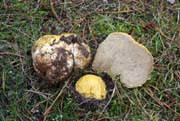 Rhizopogon occidentalis